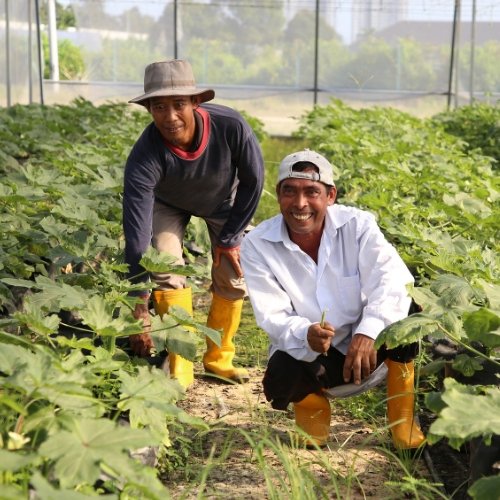 Cultivation Farming